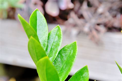 金錢樹種類|金錢樹盆栽為什麼也是多肉植物？